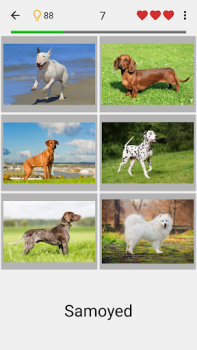Chiens - Quiz sur les races
