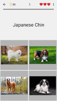 Chiens - Quiz sur les races