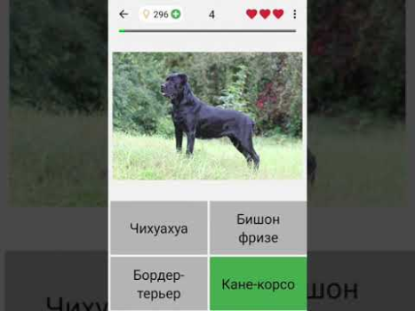 Chiens - Quiz sur les races