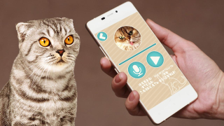 Télécharger Переводчик на кошачий язык Divertissement pour Android Capture d'écran 3