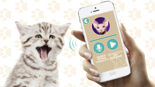 Télécharger Переводчик на кошачий язык Divertissement pour Android Capture d'écran 4
