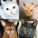 Télécharger  Chats - Quiz sur les races