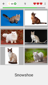 Chats - Quiz sur les races