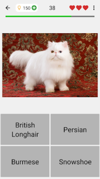 Chats - Quiz sur les races