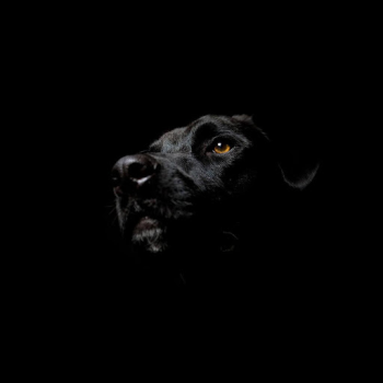Télécharger Black Live Wallpaper Personnalisation pour Android Capture d'écran 2