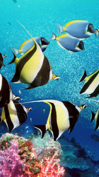 Télécharger Aquarium Fond d'Écran Animé Personnalisation pour Android Capture d'écran 2