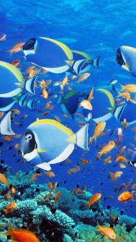 Télécharger Aquarium Fond d'Écran Animé Personnalisation pour Android Capture d'écran 5