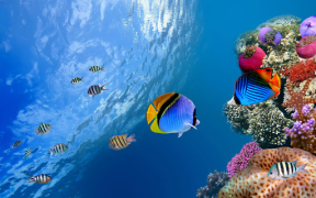 Télécharger Aquarium Fond d'Écran Animé Personnalisation pour Android Capture d'écran 6