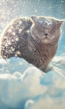 Télécharger Falling Snow Live Wallpaper (live background) Personnalisation pour Android Capture d'écran 3