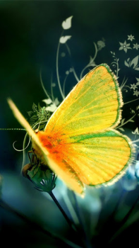 Télécharger Papillons Fonds d'Écran Animé Personnalisation pour Android Capture d'écran 3