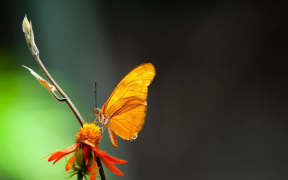 Télécharger Papillons Fonds d'Écran Animé Personnalisation pour Android Capture d'écran 7