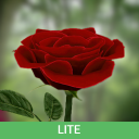 Télécharger  La rose 3D Lite