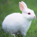 Télécharger  Parler le lapin